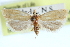  ( - CCDB-28998-D01)  @11 [ ] CreativeCommons - Attribution (2016) CBG Photography Group Centre for Biodiversity Genomics