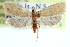  ( - CCDB-28998-D03)  @11 [ ] CreativeCommons - Attribution (2016) CBG Photography Group Centre for Biodiversity Genomics