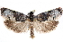  ( - CCDB-28998-G02)  @14 [ ] CreativeCommons - Attribution (2016) CBG Photography Group Centre for Biodiversity Genomics