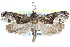  ( - CCDB-28998-G03)  @14 [ ] CreativeCommons - Attribution (2016) CBG Photography Group Centre for Biodiversity Genomics