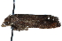  ( - CCDB-28998-G09)  @13 [ ] CreativeCommons - Attribution (2016) CBG Photography Group Centre for Biodiversity Genomics