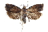  ( - CCDB-28998-G10)  @11 [ ] CreativeCommons - Attribution (2016) CBG Photography Group Centre for Biodiversity Genomics