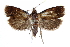  ( - CCDB-28998-G11)  @11 [ ] CreativeCommons - Attribution (2016) CBG Photography Group Centre for Biodiversity Genomics