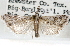  ( - CCDB-28999-A04)  @11 [ ] CreativeCommons - Attribution (2016) CBG Photography Group Centre for Biodiversity Genomics