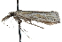  ( - CCDB-28999-A06)  @13 [ ] CreativeCommons - Attribution (2016) CBG Photography Group Centre for Biodiversity Genomics