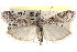  ( - CCDB-28999-A07)  @11 [ ] CreativeCommons - Attribution (2016) CBG Photography Group Centre for Biodiversity Genomics