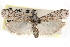  ( - CCDB-28999-A08)  @11 [ ] CreativeCommons - Attribution (2016) CBG Photography Group Centre for Biodiversity Genomics
