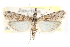  ( - CCDB-28999-C08)  @11 [ ] CreativeCommons - Attribution (2016) CBG Photography Group Centre for Biodiversity Genomics