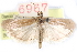  ( - CCDB-28999-D10)  @11 [ ] CreativeCommons - Attribution (2016) CBG Photography Group Centre for Biodiversity Genomics