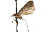 (Honora perdubiella - CCDB-28999-E10)  @11 [ ] CreativeCommons - Attribution (2016) CBG Photography Group Centre for Biodiversity Genomics