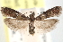  ( - CCDB-28999-F12)  @11 [ ] CreativeCommons - Attribution (2016) CBG Photography Group Centre for Biodiversity Genomics