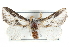  ( - CCDB-29000-A09)  @13 [ ] CreativeCommons - Attribution (2016) CBG Photography Group Centre for Biodiversity Genomics