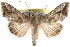  (Notioplusia - CCDB-29000-D01)  @15 [ ] CreativeCommons - Attribution (2016) CBG Photography Group Centre for Biodiversity Genomics