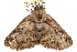  ( - CCDB-29000-D10)  @13 [ ] CreativeCommons - Attribution (2016) CBG Photography Group Centre for Biodiversity Genomics