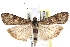  ( - CCDB-29000-G02)  @14 [ ] CreativeCommons - Attribution (2016) CBG Photography Group Centre for Biodiversity Genomics