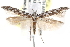  (Pyncostola cf. variegata - CCDB-29000-G12)  @13 [ ] CreativeCommons - Attribution (2016) CBG Photography Group Centre for Biodiversity Genomics