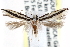  (Limnaecia audax - CCDB-29000-H02)  @14 [ ] CreativeCommons - Attribution (2016) CBG Photography Group Centre for Biodiversity Genomics
