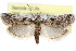  ( - CCDB-29001-D11)  @11 [ ] CreativeCommons - Attribution (2016) CBG Photography Group Centre for Biodiversity Genomics