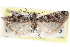  ( - CCDB-29001-D12)  @11 [ ] CreativeCommons - Attribution (2016) CBG Photography Group Centre for Biodiversity Genomics