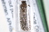  ( - CCDB-29001-E01)  @12 [ ] CreativeCommons - Attribution (2016) CBG Photography Group Centre for Biodiversity Genomics