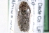  ( - CCDB-29001-E02)  @12 [ ] CreativeCommons - Attribution (2016) CBG Photography Group Centre for Biodiversity Genomics