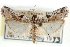  ( - CCDB-29001-F02)  @11 [ ] CreativeCommons - Attribution (2016) CBG Photography Group Centre for Biodiversity Genomics