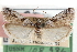  ( - CCDB-29001-F03)  @11 [ ] CreativeCommons - Attribution (2016) CBG Photography Group Centre for Biodiversity Genomics