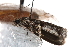 ( - CCDB-29001-F04)  @12 [ ] CreativeCommons - Attribution (2016) CBG Photography Group Centre for Biodiversity Genomics