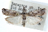  ( - CCDB-29002-A04)  @11 [ ] CreativeCommons - Attribution (2016) CBG Photography Group Centre for Biodiversity Genomics
