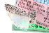  ( - CCDB-29002-A10)  @11 [ ] CreativeCommons - Attribution (2016) CBG Photography Group Centre for Biodiversity Genomics