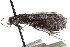  ( - CCDB-29002-D02)  @11 [ ] CreativeCommons - Attribution (2016) CBG Photography Group Centre for Biodiversity Genomics