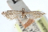  ( - CCDB-29002-D09)  @11 [ ] CreativeCommons - Attribution (2016) CBG Photography Group Centre for Biodiversity Genomics