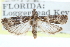  (Caudellia floridensis - CCDB-29002-F04)  @14 [ ] CreativeCommons - Attribution (2016) CBG Photography Group Centre for Biodiversity Genomics