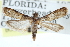  ( - CCDB-29002-F06)  @11 [ ] CreativeCommons - Attribution (2016) CBG Photography Group Centre for Biodiversity Genomics