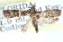  ( - CCDB-29002-F07)  @13 [ ] CreativeCommons - Attribution (2016) CBG Photography Group Centre for Biodiversity Genomics