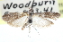  ( - CCDB-29002-F11)  @11 [ ] CreativeCommons - Attribution (2016) CBG Photography Group Centre for Biodiversity Genomics