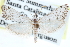  ( - CCDB-29002-G05)  @11 [ ] CreativeCommons - Attribution (2016) CBG Photography Group Centre for Biodiversity Genomics