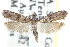  ( - CCDB-29002-H03)  @14 [ ] CreativeCommons - Attribution (2016) CBG Photography Group Centre for Biodiversity Genomics