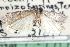  ( - CCDB-29002-H06)  @11 [ ] CreativeCommons - Attribution (2016) CBG Photography Group Centre for Biodiversity Genomics