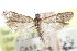  ( - CCDB-29002-H07)  @11 [ ] CreativeCommons - Attribution (2016) CBG Photography Group Centre for Biodiversity Genomics