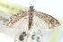  ( - CCDB-29002-H09)  @11 [ ] CreativeCommons - Attribution (2016) CBG Photography Group Centre for Biodiversity Genomics