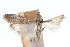  ( - CCDB-29002-H10)  @11 [ ] CreativeCommons - Attribution (2016) CBG Photography Group Centre for Biodiversity Genomics