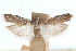  ( - CCDB-29002-H11)  @11 [ ] CreativeCommons - Attribution (2016) CBG Photography Group Centre for Biodiversity Genomics