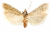  ( - CCDB-29003-B02)  @11 [ ] CreativeCommons - Attribution (2015) CBG Photography Group Centre for Biodiversity Genomics