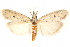  (Coenochroa bipunctella - CCDB-29003-B07)  @15 [ ] CreativeCommons - Attribution (2015) CBG Photography Group Centre for Biodiversity Genomics