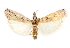  ( - CCDB-29003-B11)  @11 [ ] CreativeCommons - Attribution (2015) CBG Photography Group Centre for Biodiversity Genomics