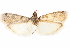  ( - CCDB-29003-C02)  @11 [ ] CreativeCommons - Attribution (2015) CBG Photography Group Centre for Biodiversity Genomics