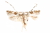  (Telamoptilia pavoniae - CCDB-29003-F07)  @11 [ ] CreativeCommons - Attribution (2015) CBG Photography Group Centre for Biodiversity Genomics