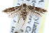  ( - CCDB-29004-C01)  @13 [ ] CreativeCommons - Attribution (2016) CBG Photography Group Centre for Biodiversity Genomics