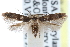  (Pigritia - CCDB-29004-C02)  @15 [ ] CreativeCommons - Attribution (2016) CBG Photography Group Centre for Biodiversity Genomics